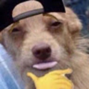 Meet your Posher, Abigail